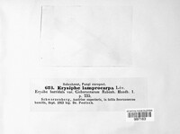 Erysiphe lamprocarpa image